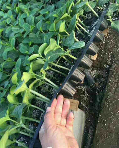 �R���S���������� �����S�ϷN��